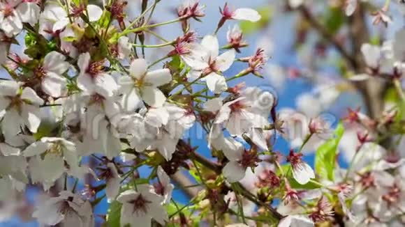 樱花日本樱花树枝视频的预览图