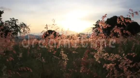 夏季日落剪影时间视频的预览图