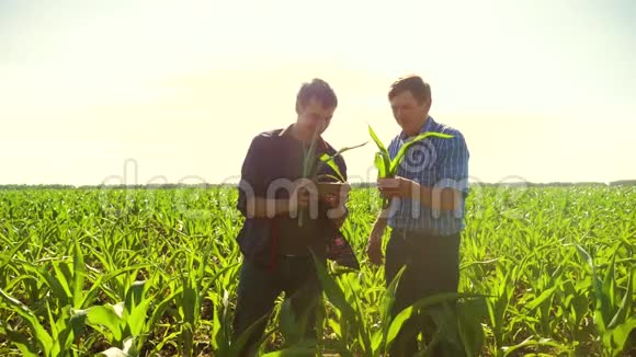 玉米两个农民研究智能手机走过他的田地走向相机慢速视频玉米地视频的预览图