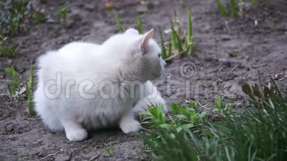 在城市公园的地面上流浪白猫慢动作视频的预览图