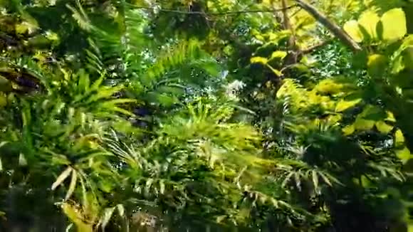 在雨林植物和树木下滑行视频的预览图