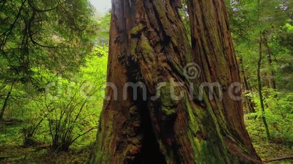 红杉国家公园的巨大红雪松树视频的预览图