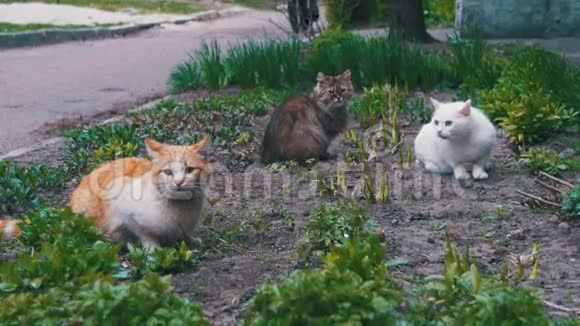 公园街上的三只无家可归的猫视频的预览图