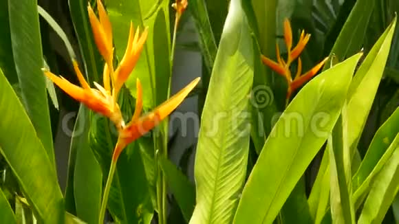 橙色和黄色螺旋Strelitzia天堂鸟宏观特写绿叶背景热带乐园视频的预览图