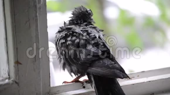 雨中湿鸽子坐在窗台上视频的预览图