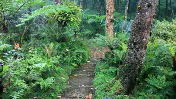 热带雨林中降雨视频的预览图
