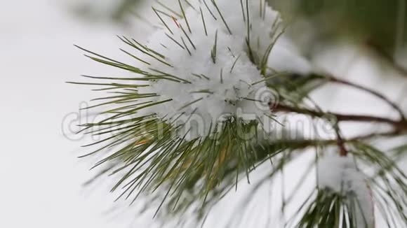 雪冬树常青枝重枝视频的预览图