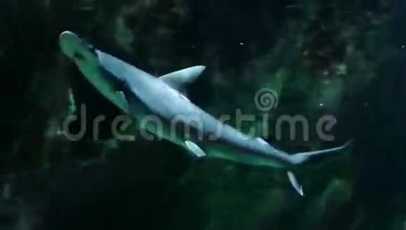 锤头鲨鱼游泳水下视频的预览图