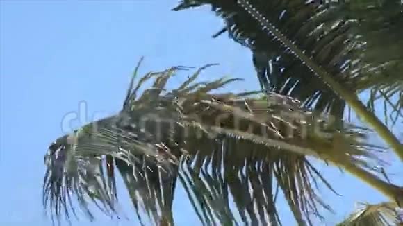 加勒比海瀑布视频的预览图