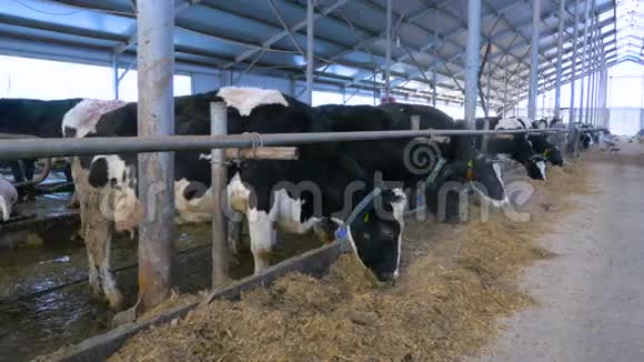 现代农场奶牛稳定进食视频的预览图