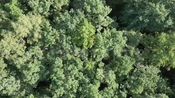 在乡村风景中飞越美丽的绿色森林的鸟瞰图视频的预览图
