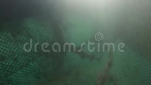 海洋保护区中的少年白鳍鲨视频的预览图
