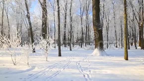 霜林中的树木映衬着蓝天下雪了视频的预览图