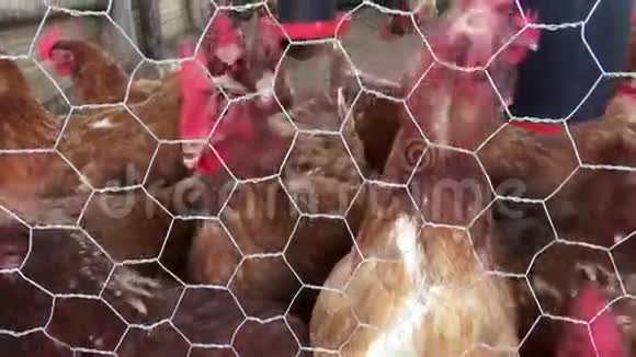 笼养鸡鸡动物权利视频的预览图