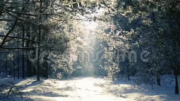 霜林中的树木映衬着蓝天下雪了视频的预览图