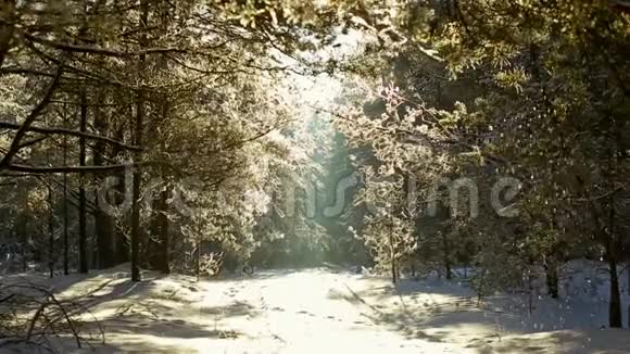 霜林中的树木映衬着蓝天下雪了视频的预览图