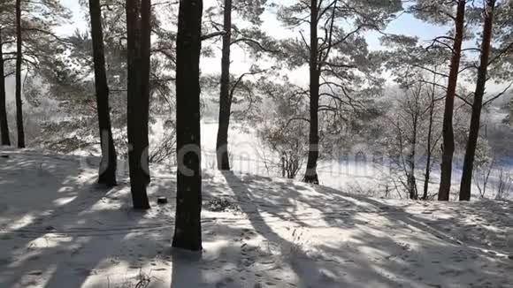 霜林中的树木映衬着蓝天下雪了视频的预览图