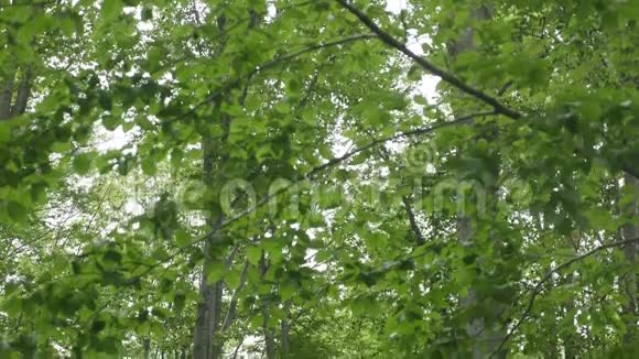 森林树木大自然绿色木材阳光背景视频的预览图
