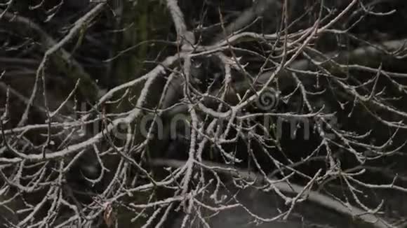 夜间降雪视频的预览图