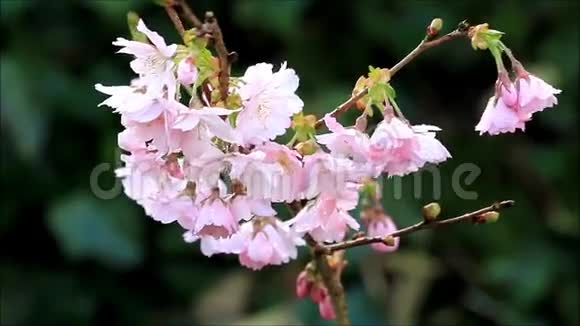 春天树上的樱花视频的预览图
