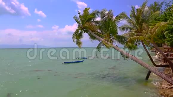 热带海岸有异国情调的椰子绿棕榈树视频的预览图