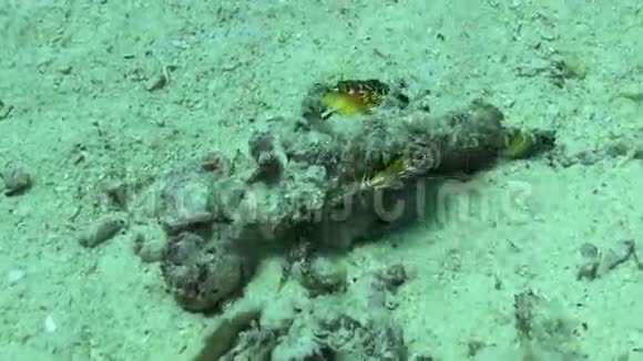充满活力的珊瑚礁上的蝴蝶鱼视频的预览图