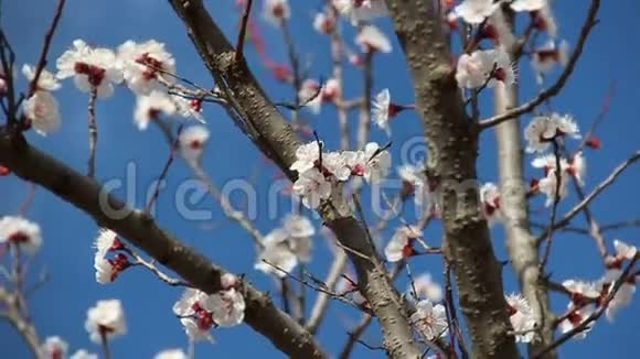 杏花春天盛开的白色花朵视频的预览图