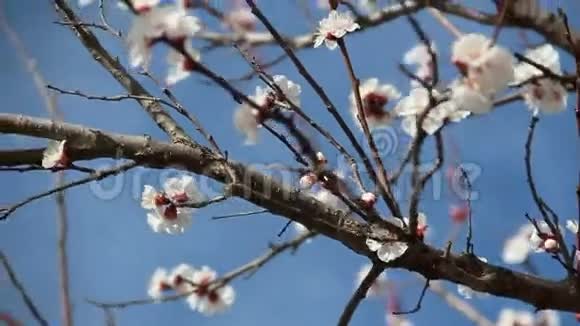 杏花春天盛开的白色花朵视频的预览图