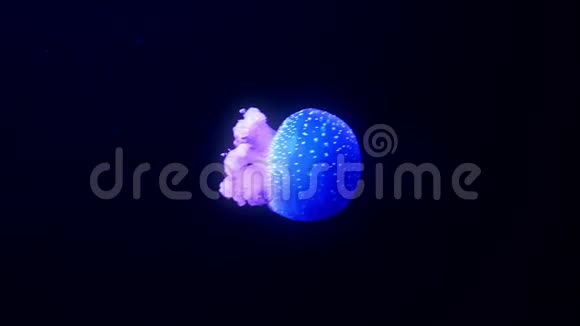 蓝色发光的水母在深蓝色的水里移动视频的预览图