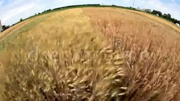 风中吹着麦子的鱼眼视频的预览图