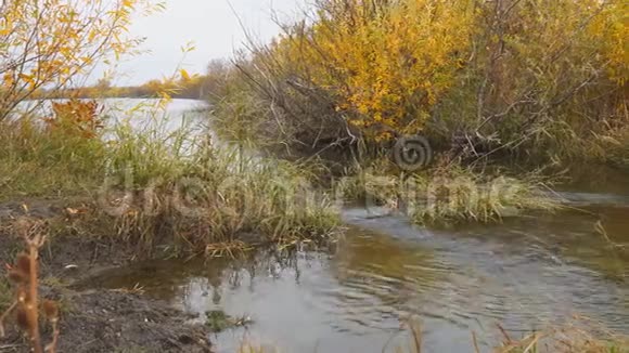 水流在一条小河里视频的预览图