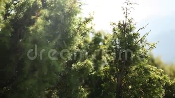 绿色的树枝在森林里的树上吃视频的预览图
