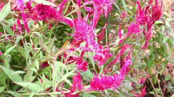 菊科植物花园中的红粉红花或鸡冠花视频的预览图