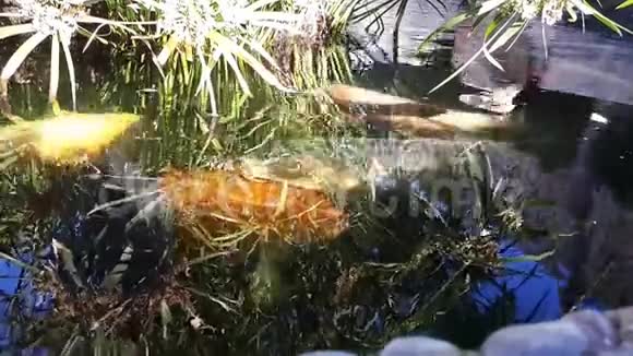 日本鲤鱼在水中日本KOI鲤鱼漂浮在一个装饰池塘里红橙白鲤鱼视频的预览图