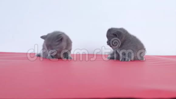 小猫在红色沙发上视频的预览图
