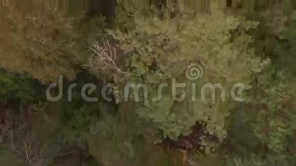 空中无人驾驶飞机飞过秋天的针叶落叶林4K视频的预览图