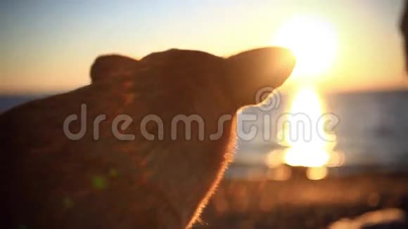浪漫的狗看着令人惊叹的日落模糊的视频的预览图