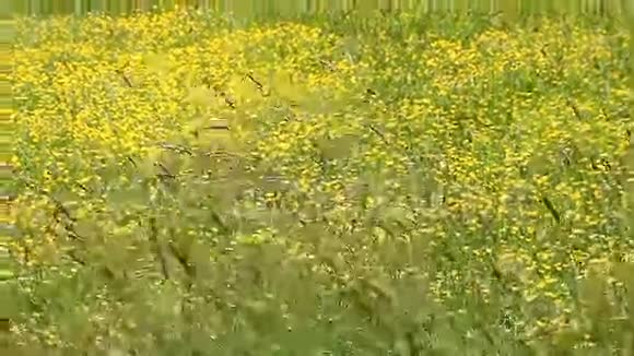 美丽盛开的黄色田野和小穗视频的预览图