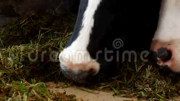 一头有白色斑点的黑牛站在谷仓里吃草青贮饲料特写镜头牛嘴牛食和农业牛奶视频的预览图