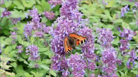 蝴蝶上将紫色紫丁香视频的预览图