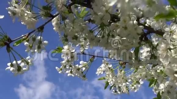 春天开着花的樱花树开着白色的花蓝天视频的预览图