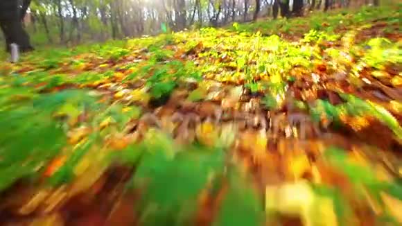 秋天公园日落视频的预览图