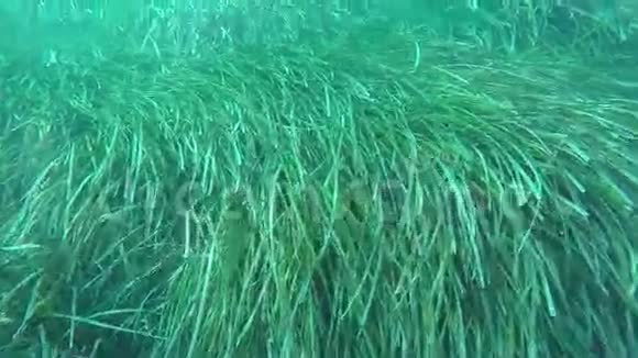 海藻海底视频的预览图