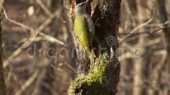 灰头土脸的啄木鸟在森林中捕食的昆虫视频的预览图