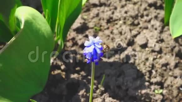 蜜蜂飞近紫花视频的预览图