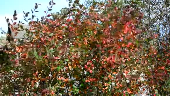 风和日丽的秋天视频的预览图
