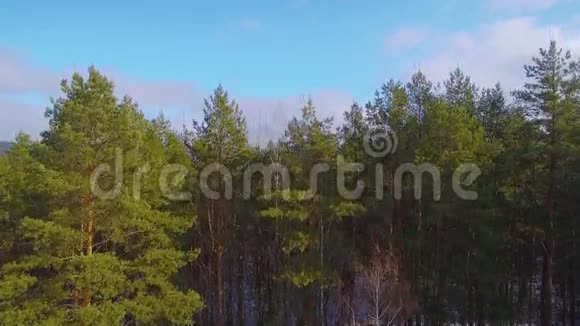 空中无人机森林视野视频的预览图