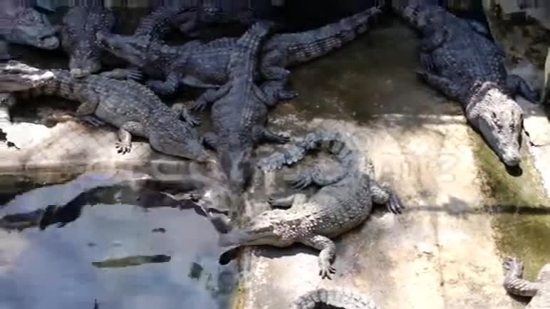 大型鳄鱼生活在农场里视频的预览图