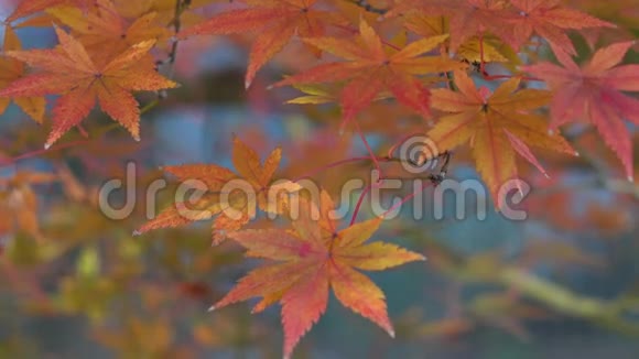 韩国森林的秋叶视频的预览图