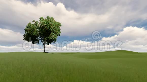 一棵树多云的天空和草地视频的预览图